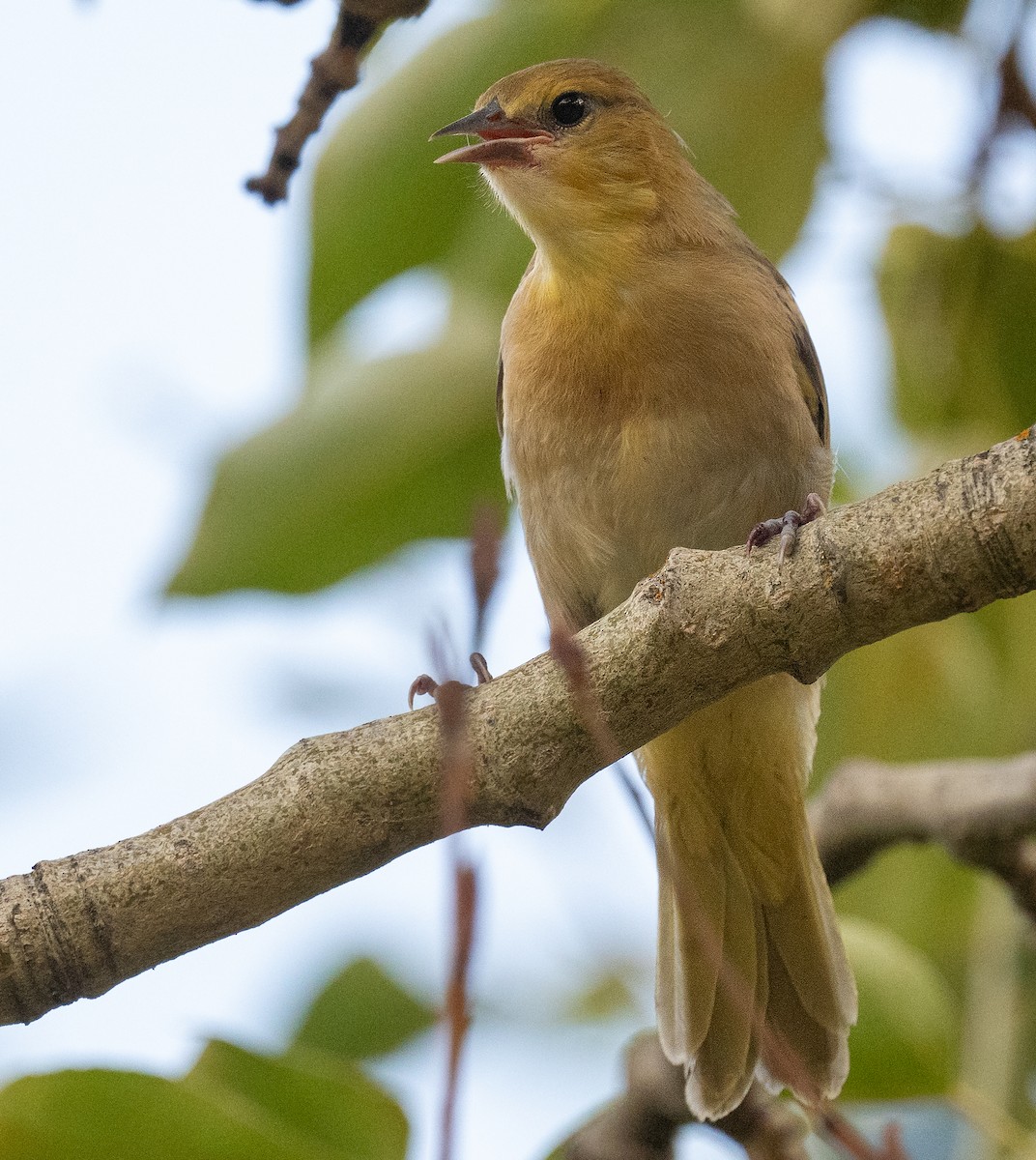 Bullock's Oriole - ML639082656
