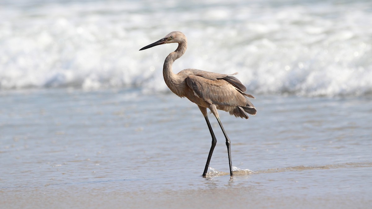 volavka červenavá - ML639082657