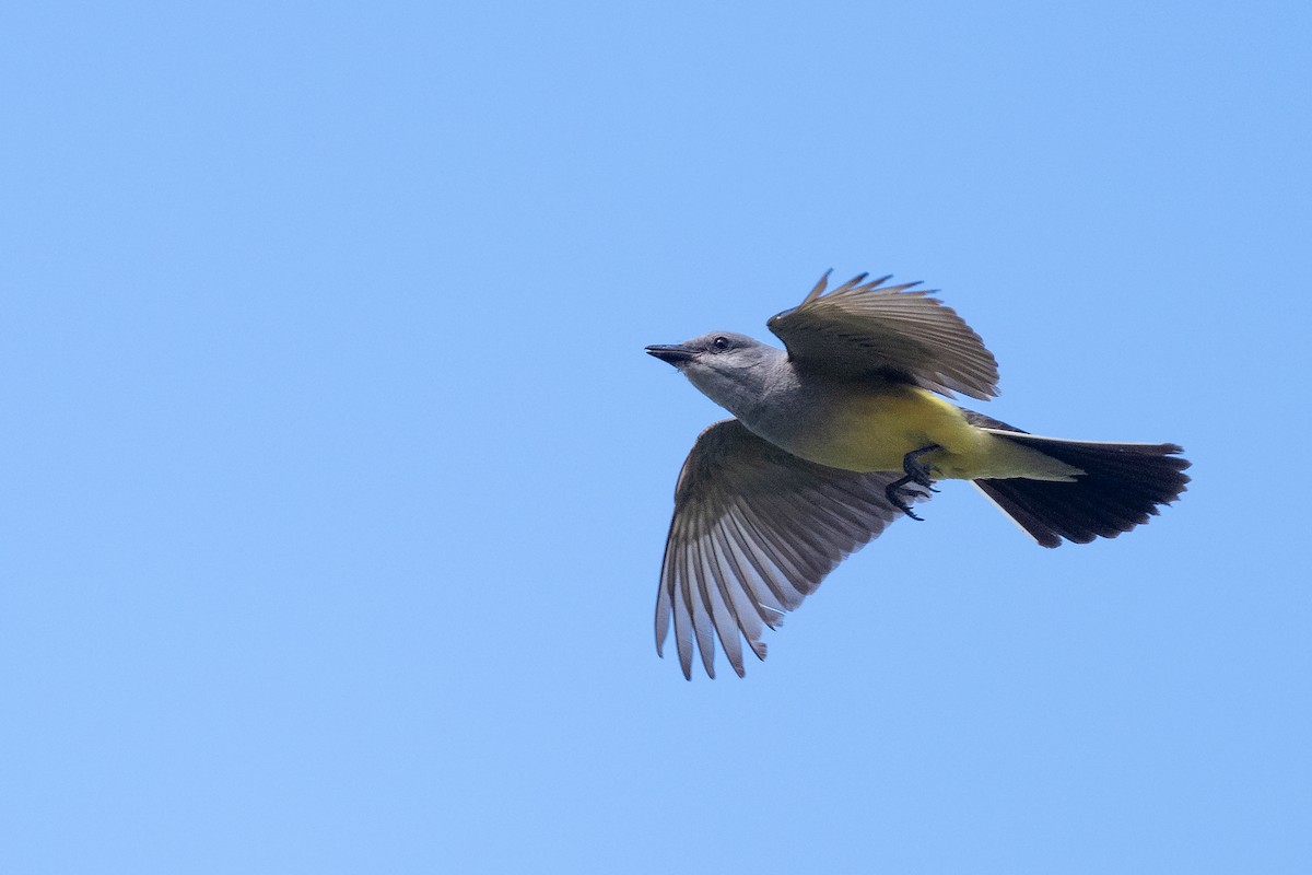 Western Kingbird - ML639082659
