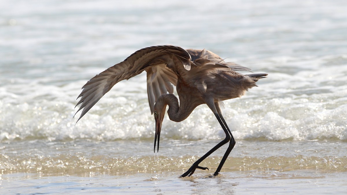 volavka červenavá - ML639082660