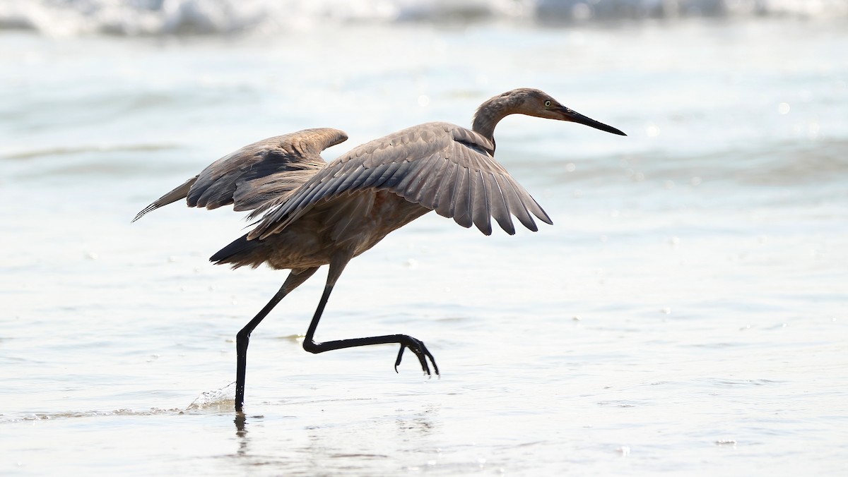 volavka červenavá - ML639082666