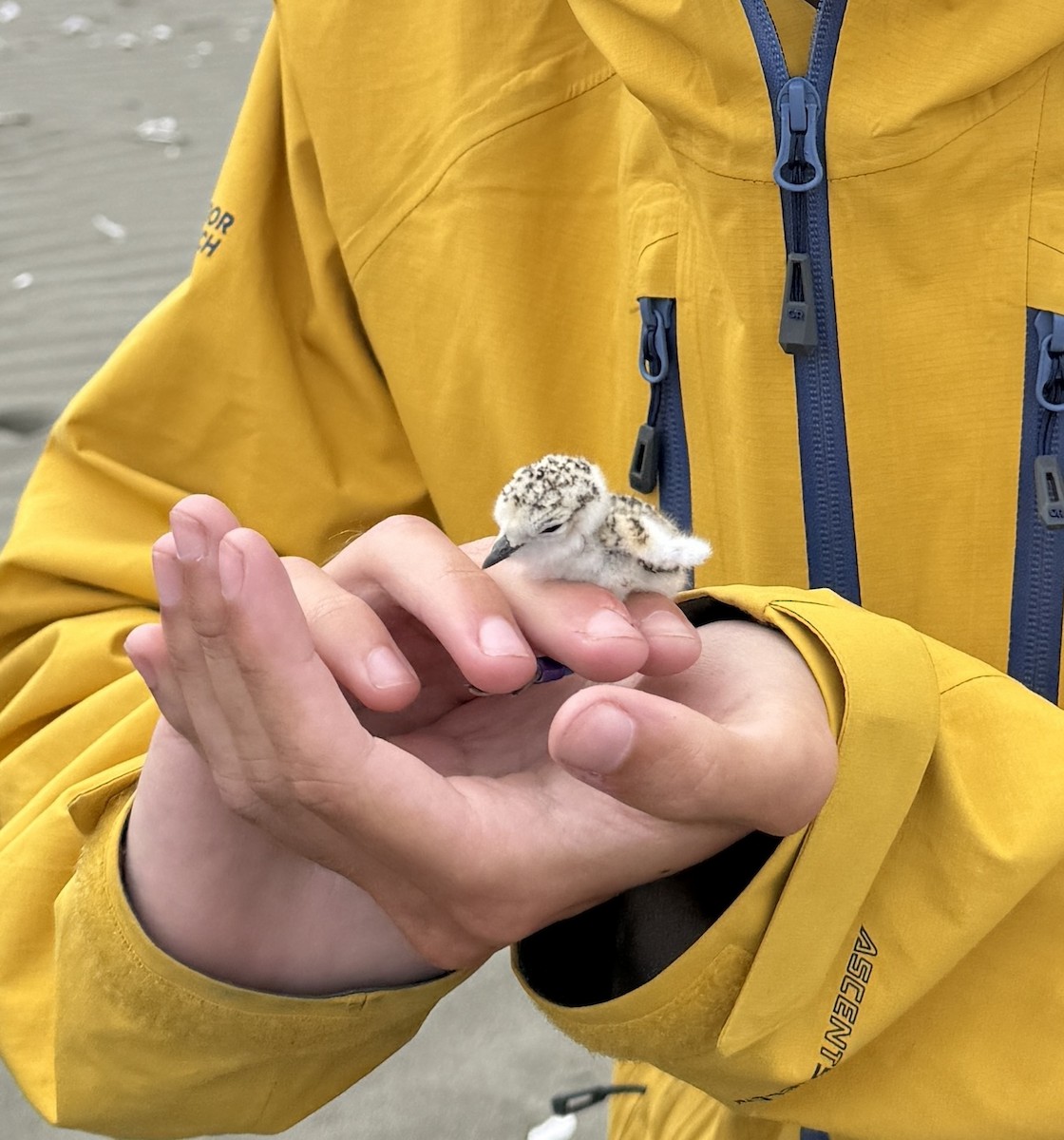 Snowy Plover - ML639082671