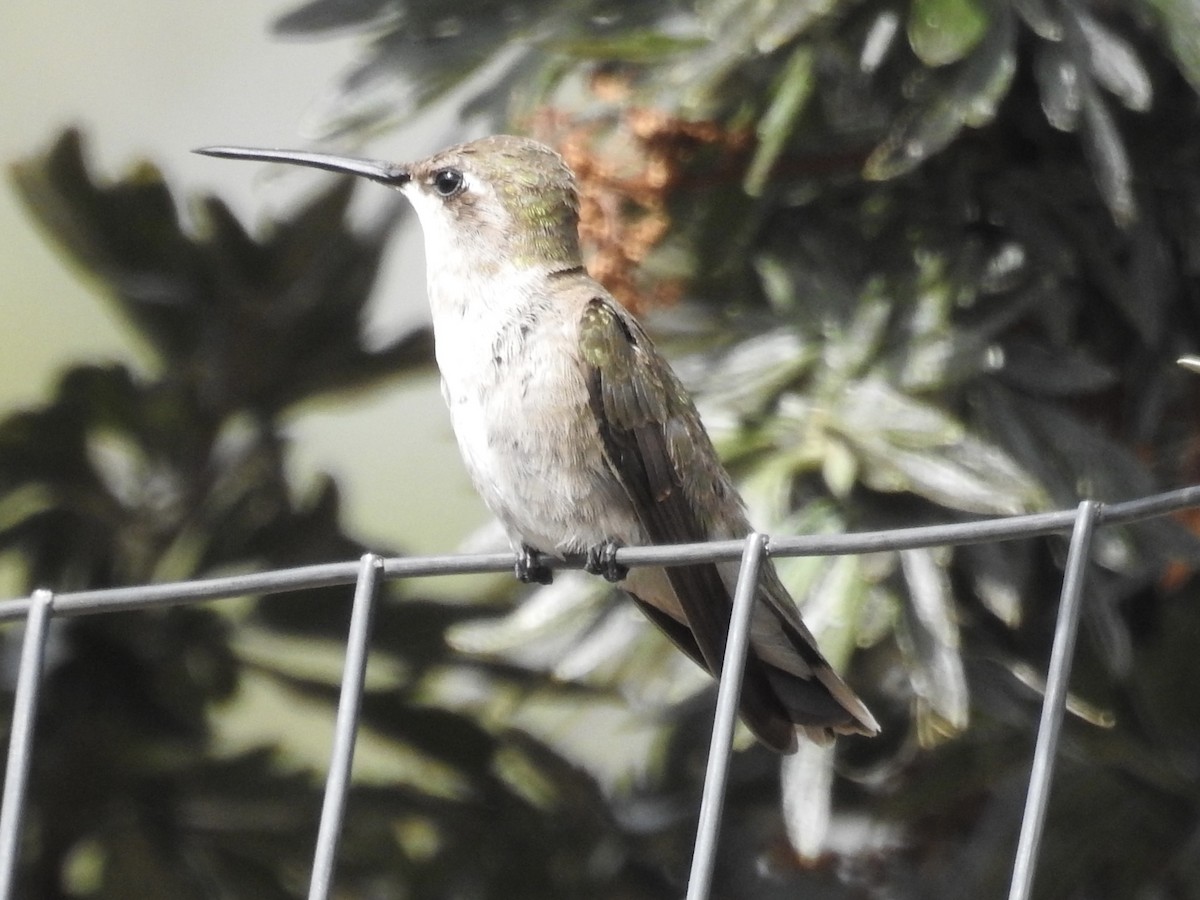 Black-chinned Hummingbird - ML639082672