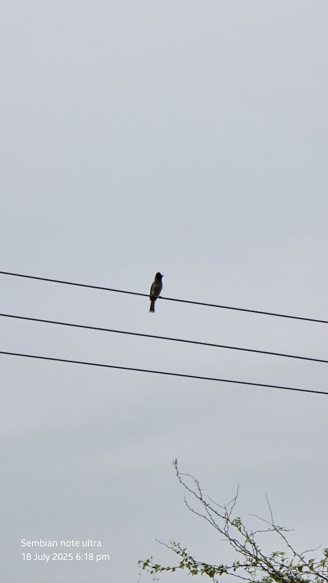 Red-vented Bulbul - ML639082676