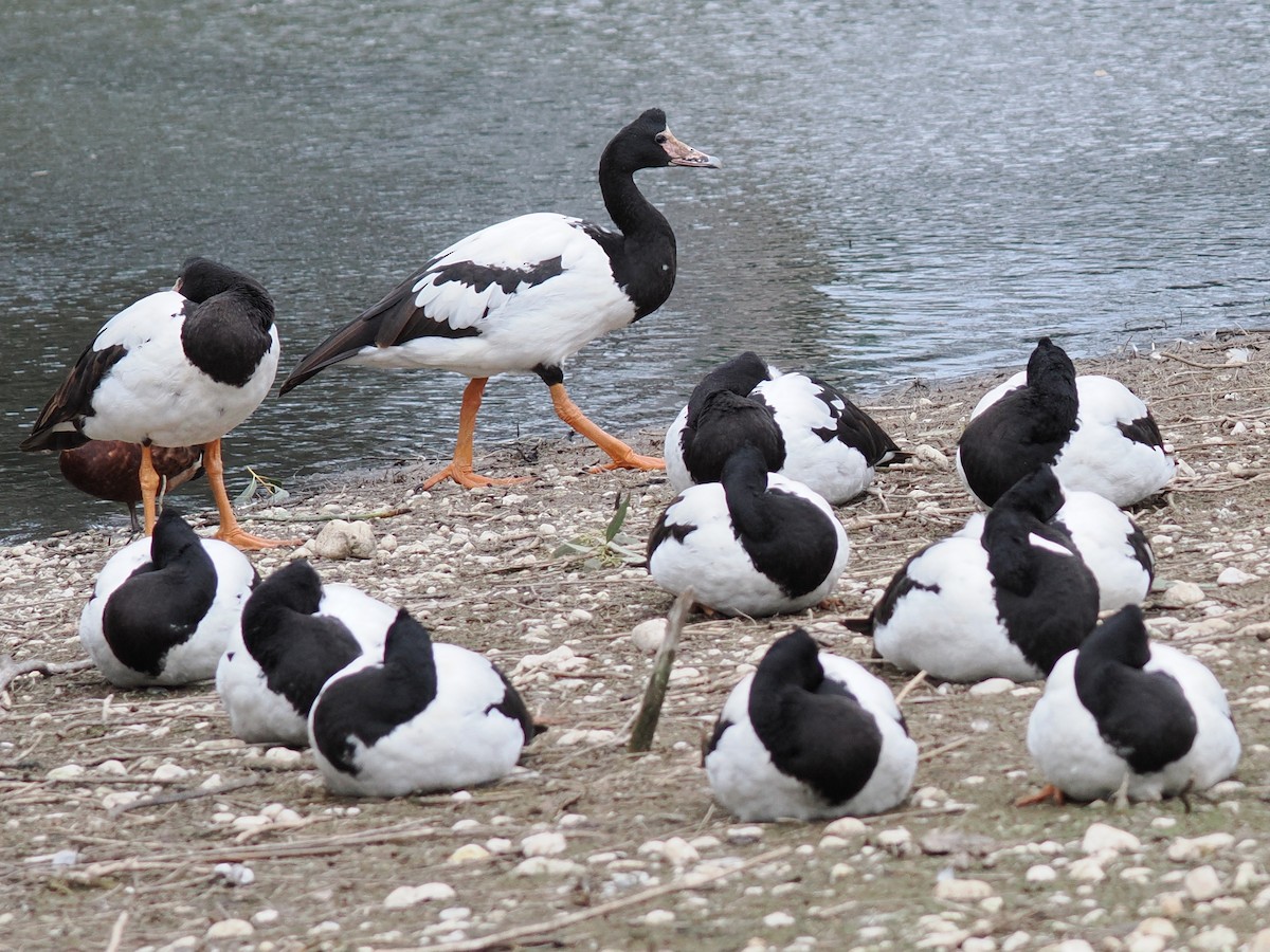 Magpie Goose - ML639082678
