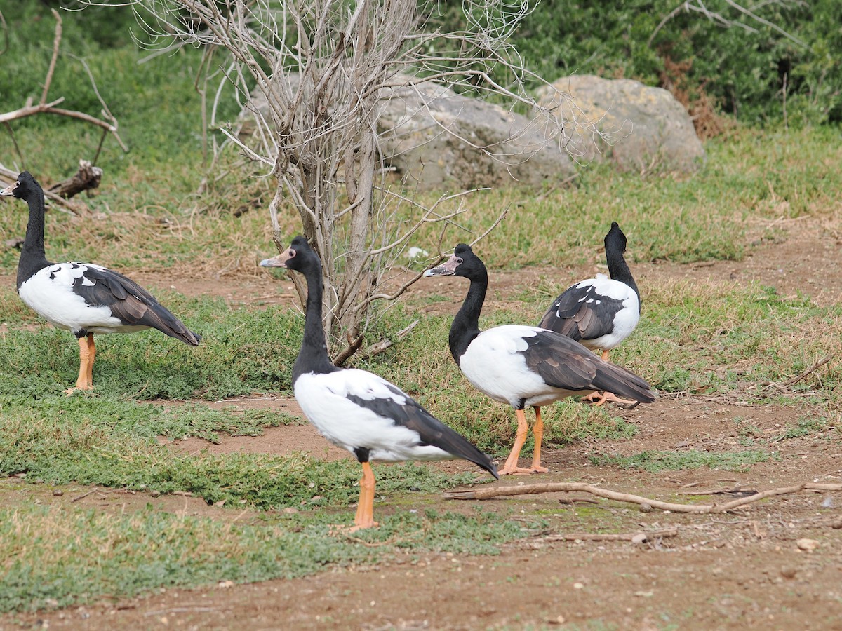 Magpie Goose - ML639082679