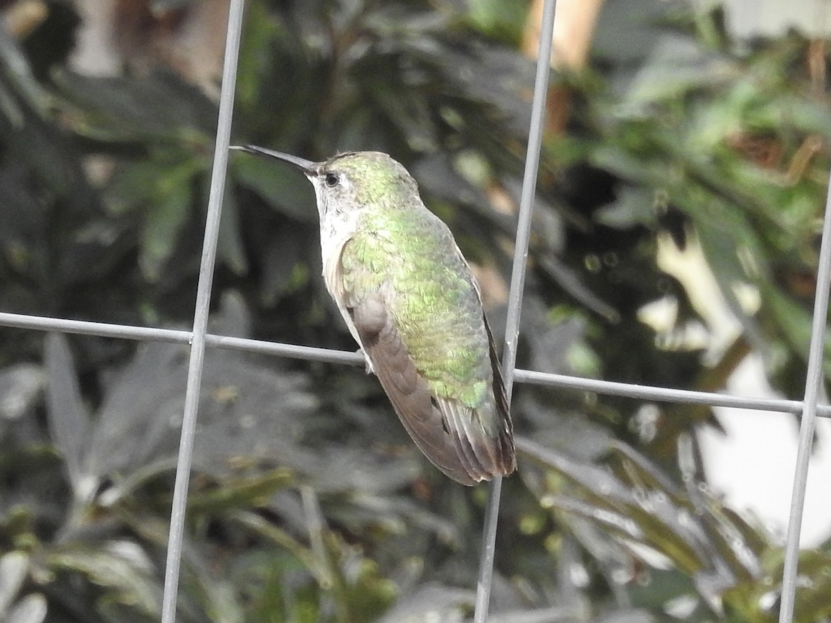Calliope Hummingbird - ML639082683