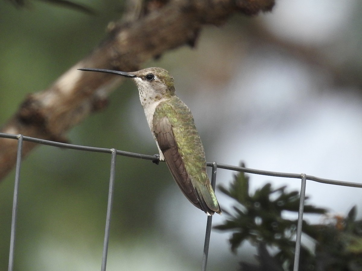 Black-chinned Hummingbird - ML639082686