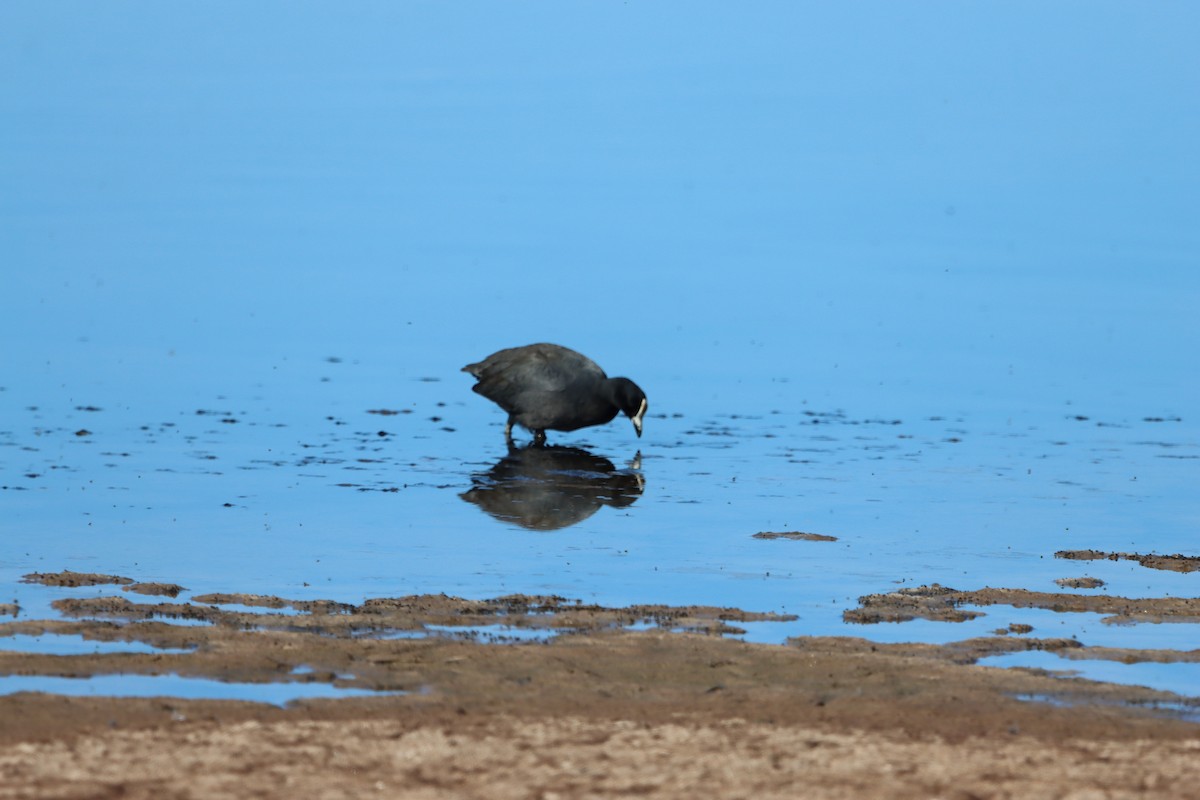 Hawaiian Coot - ML639082687