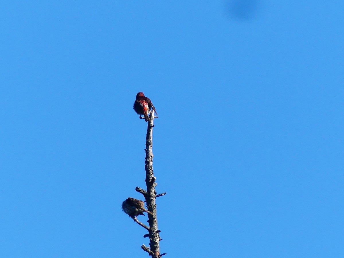 Purple Finch - ML639082688