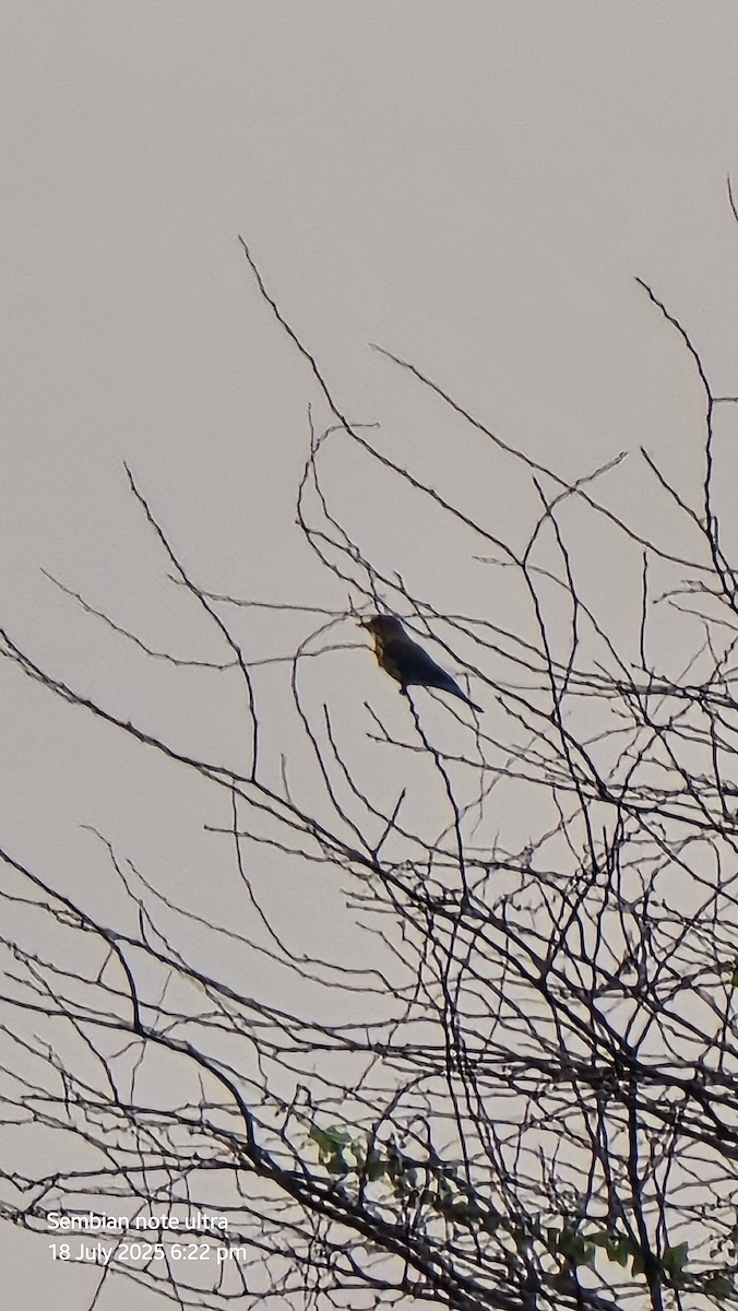 Indian Roller - ML639082689