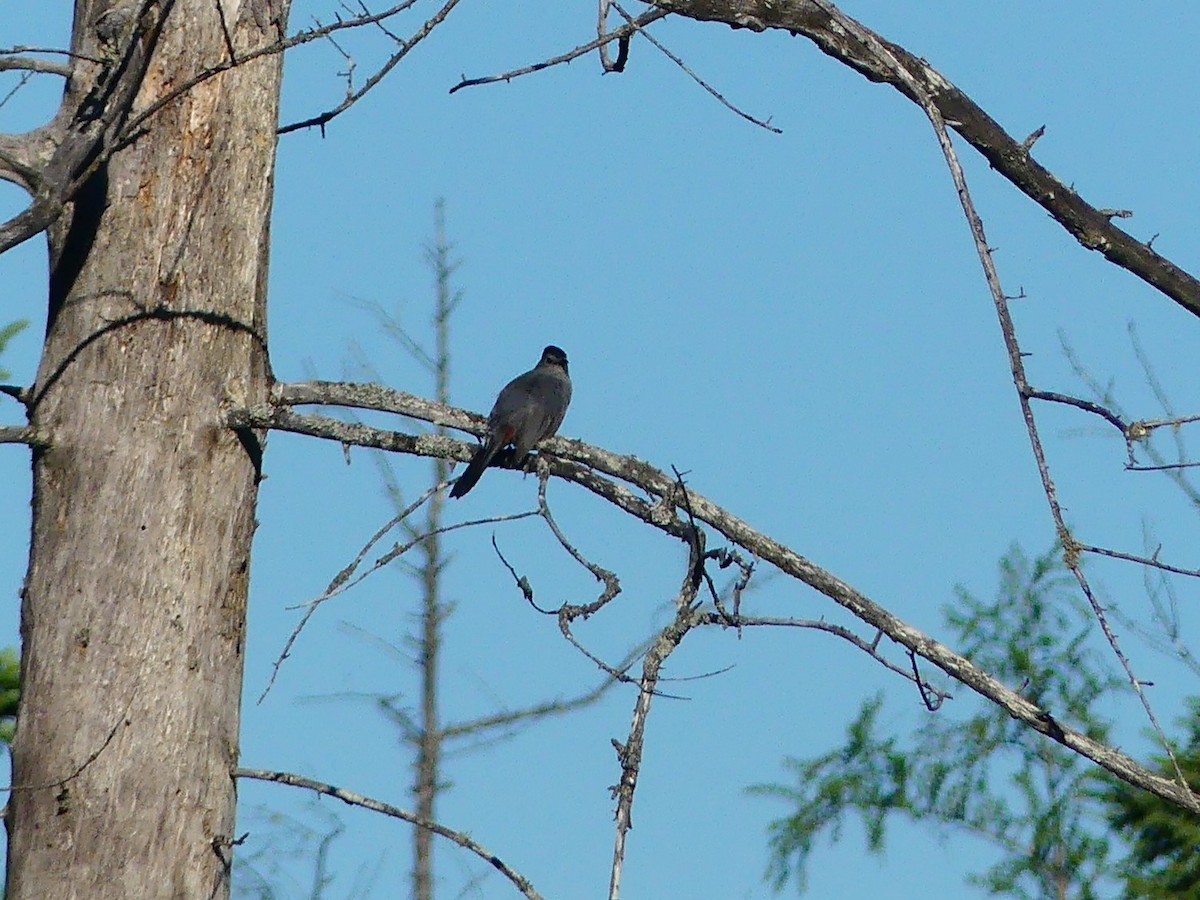 Gray Catbird - ML639082690