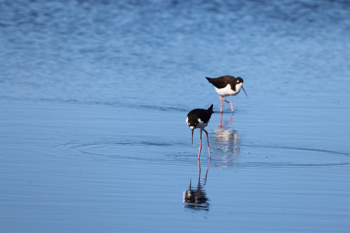 Black-necked Stilt (Hawaiian) - ML639082691