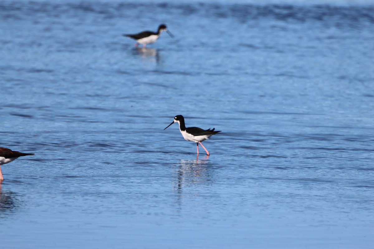 Black-necked Stilt (Hawaiian) - ML639082692