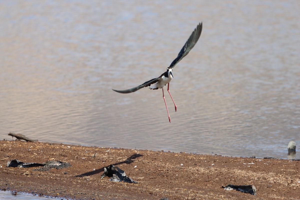 Black-necked Stilt (Hawaiian) - ML639082694