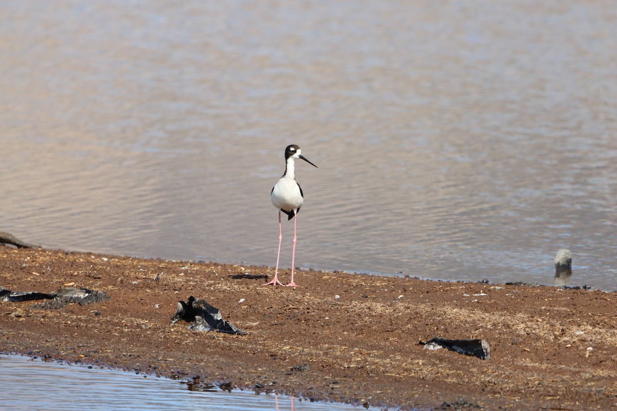 Black-necked Stilt (Hawaiian) - ML639082695