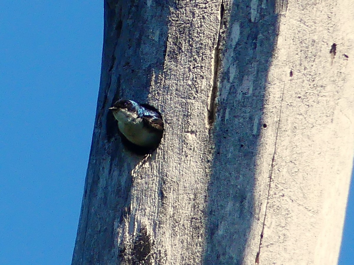 Tree Swallow - ML639082696