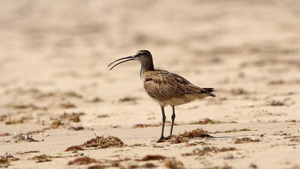 koliha hudsonská - ML639082697