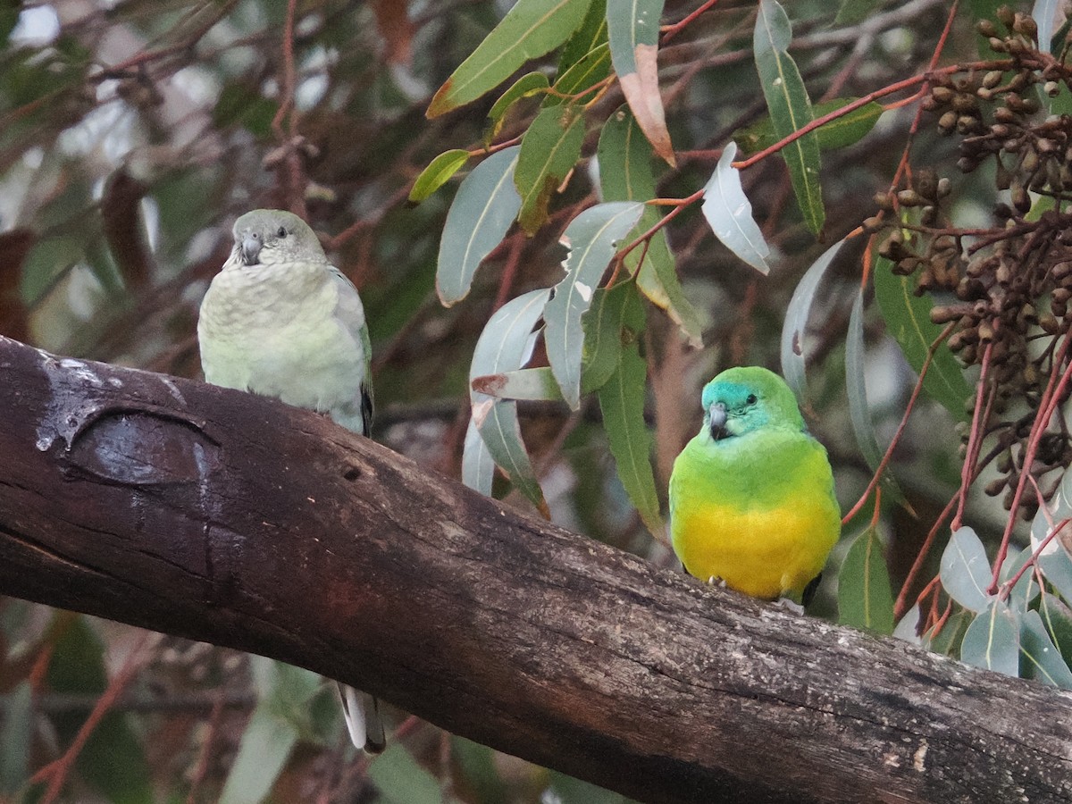 Red-rumped Parrot - ML639082698