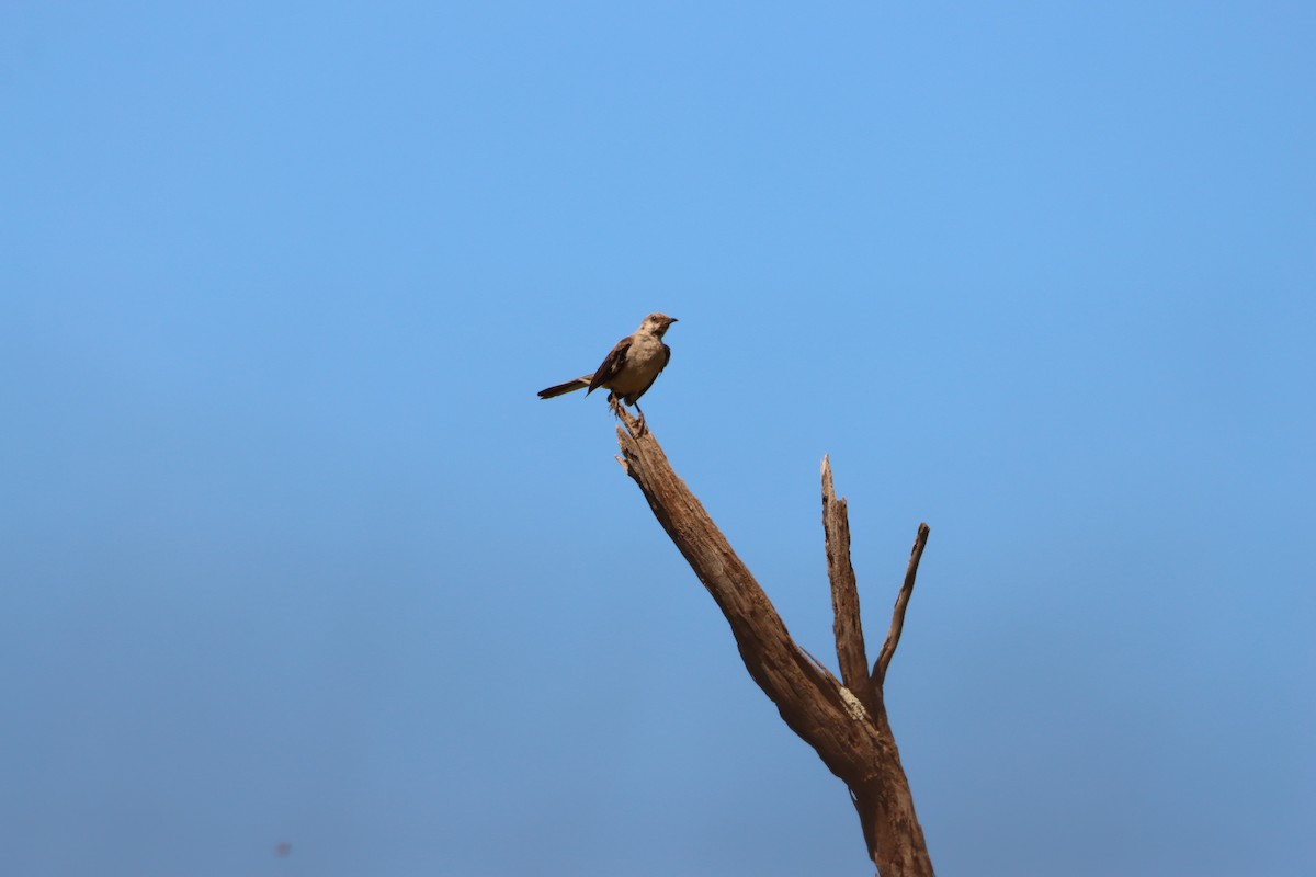 Northern Mockingbird - ML639082699