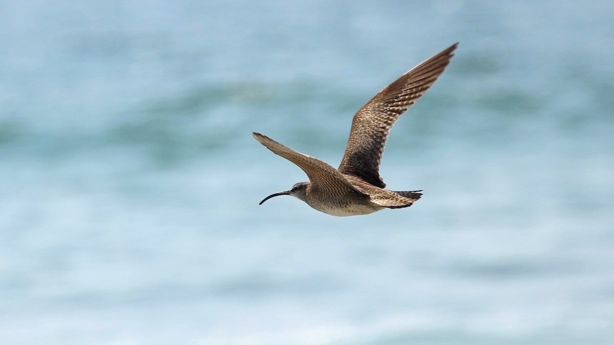 koliha hudsonská - ML639082700