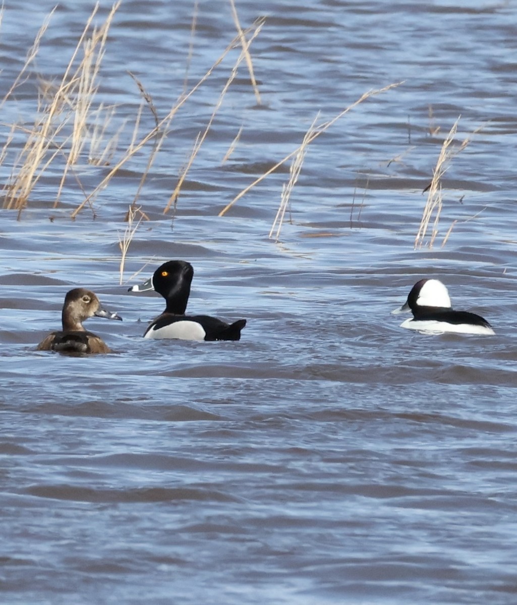 Ring-necked Duck - ML639082701