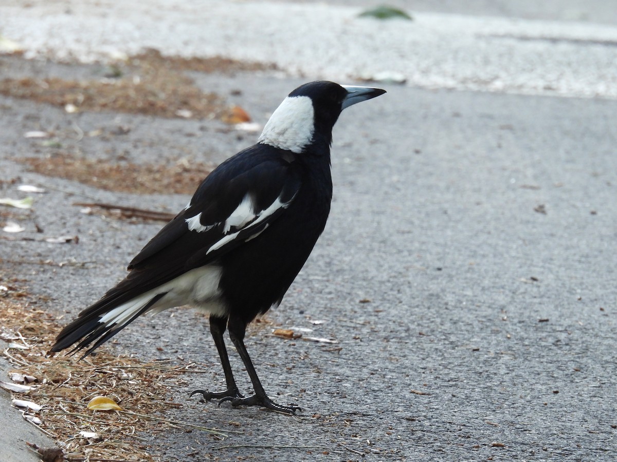 Australian Magpie (Black-backed) - ML639082702