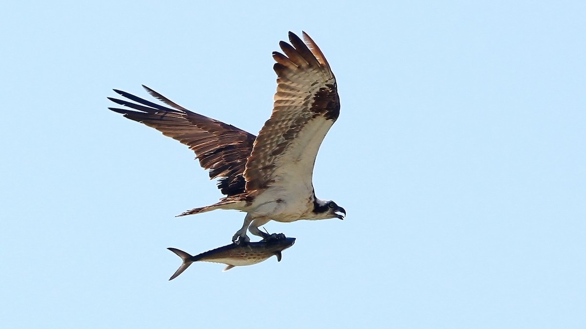 Osprey - ML639082703