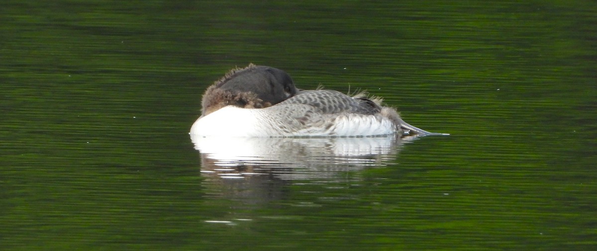 Common Loon - ML639082704