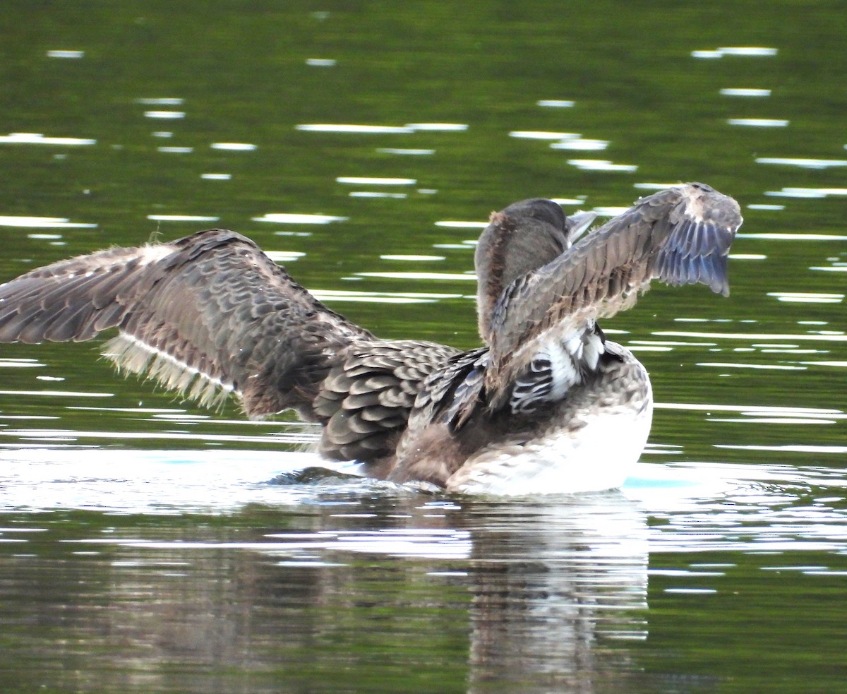 Common Loon - ML639082708