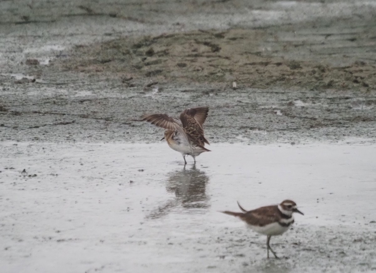 Baird's Sandpiper - ML639082709
