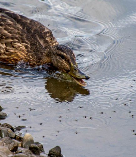 Mallard - ML639082711