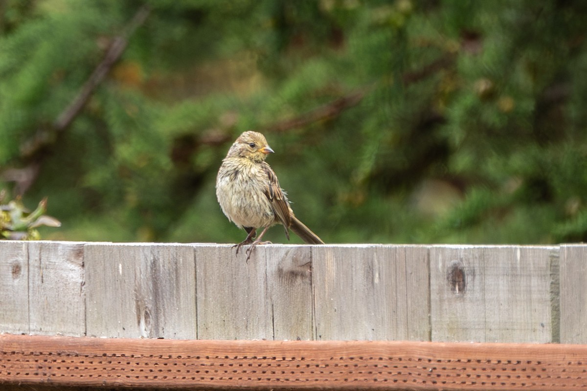 White-crowned Sparrow (nuttalli) - ML639082716