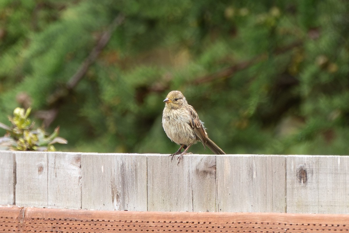 White-crowned Sparrow (nuttalli) - ML639082718