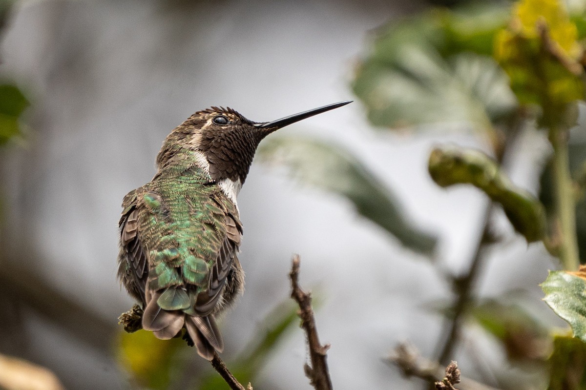 Anna's Hummingbird - ML639082723