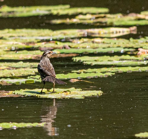 Red-winged Blackbird - ML639082724