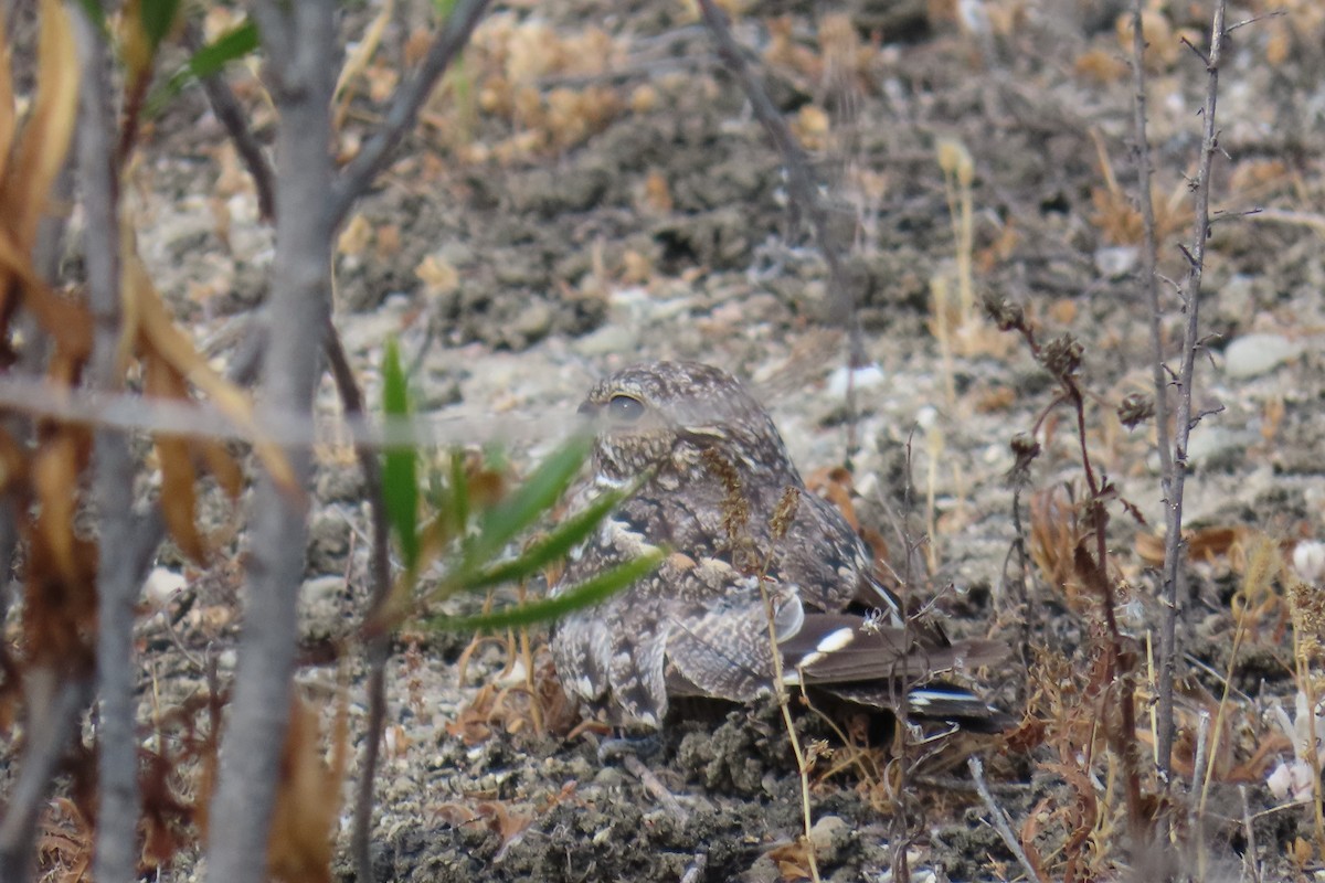 Lesser Nighthawk - ML639082726