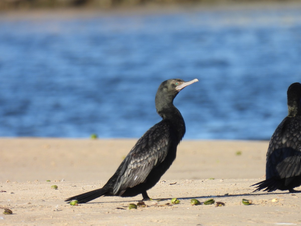 Little Black Cormorant - ML639082728