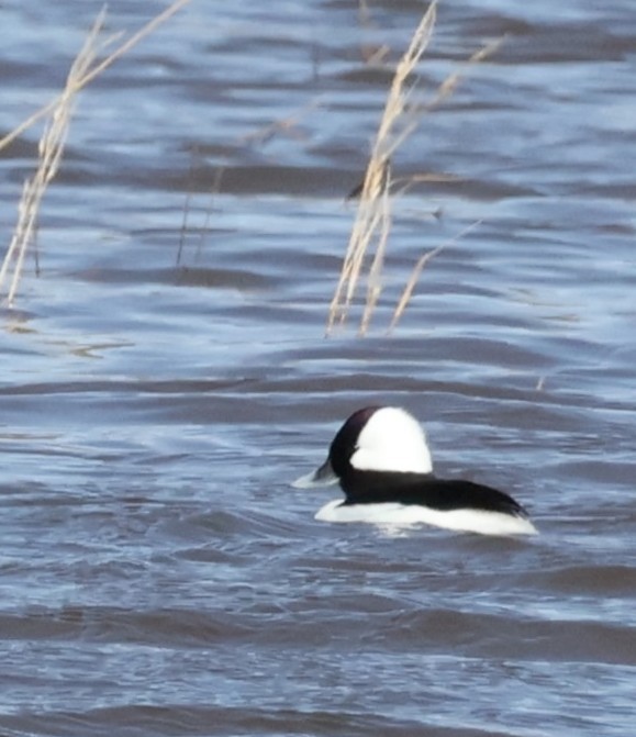 Bufflehead - ML639082730