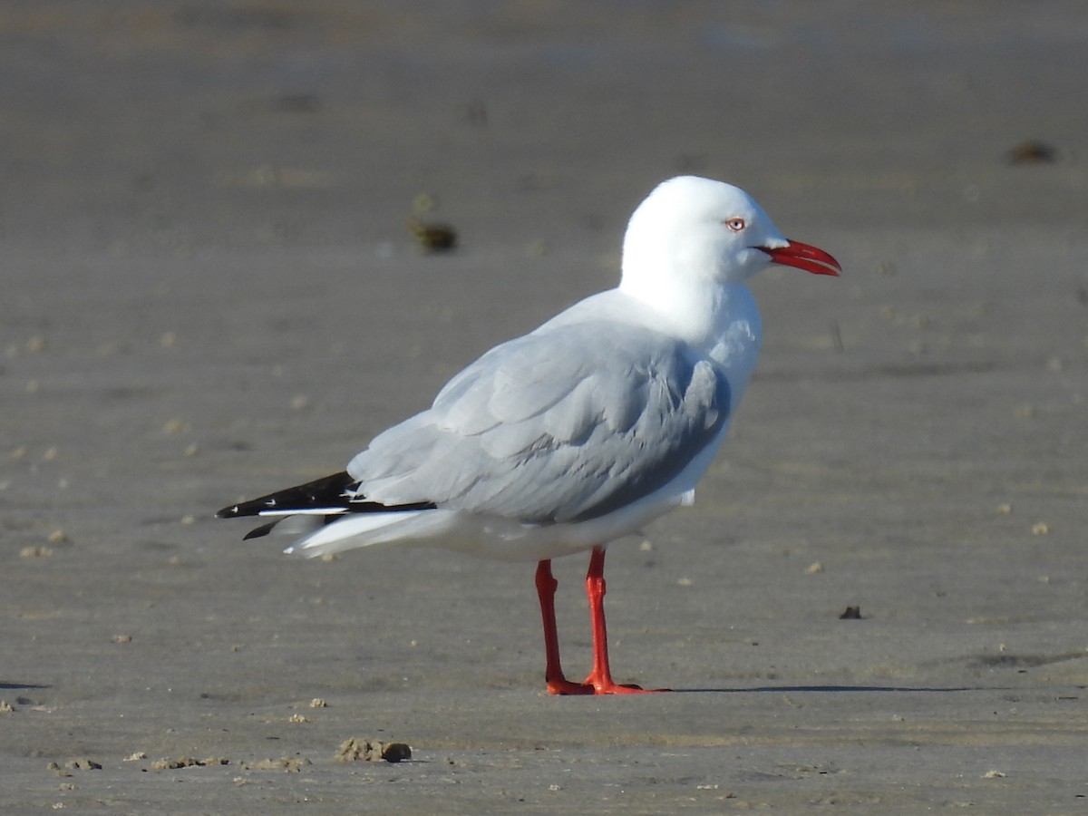 Silver Gull - ML639082734