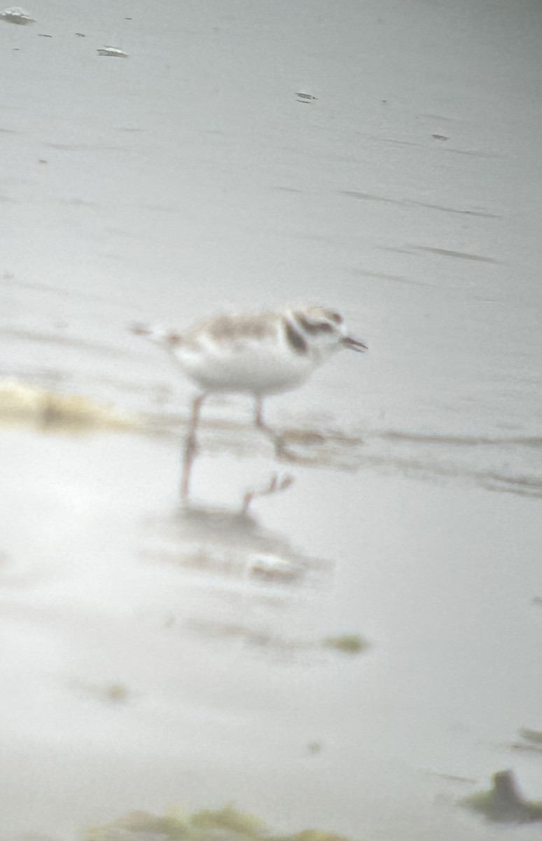Snowy Plover - ML639082742