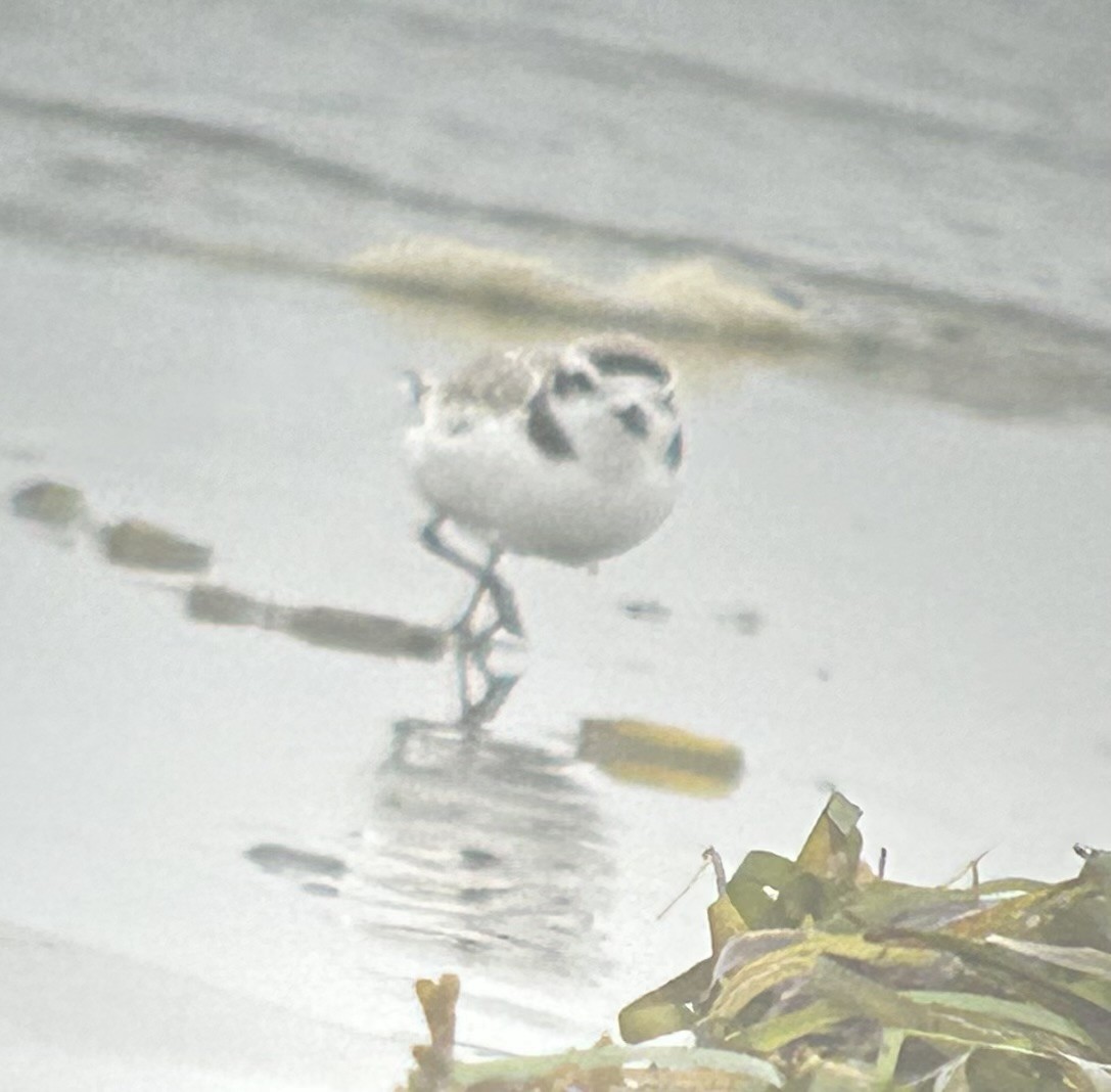 Snowy Plover - ML639082743