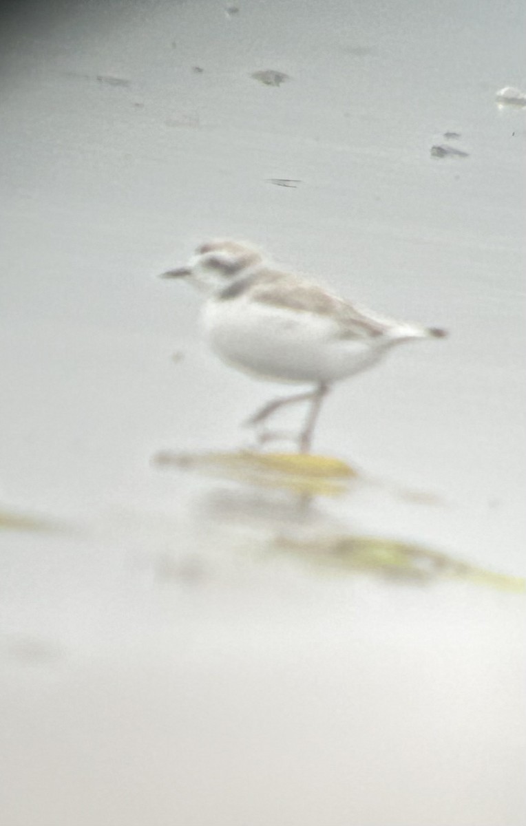 Snowy Plover - ML639082744