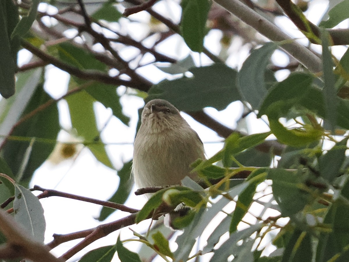 Weebill - ML639082745