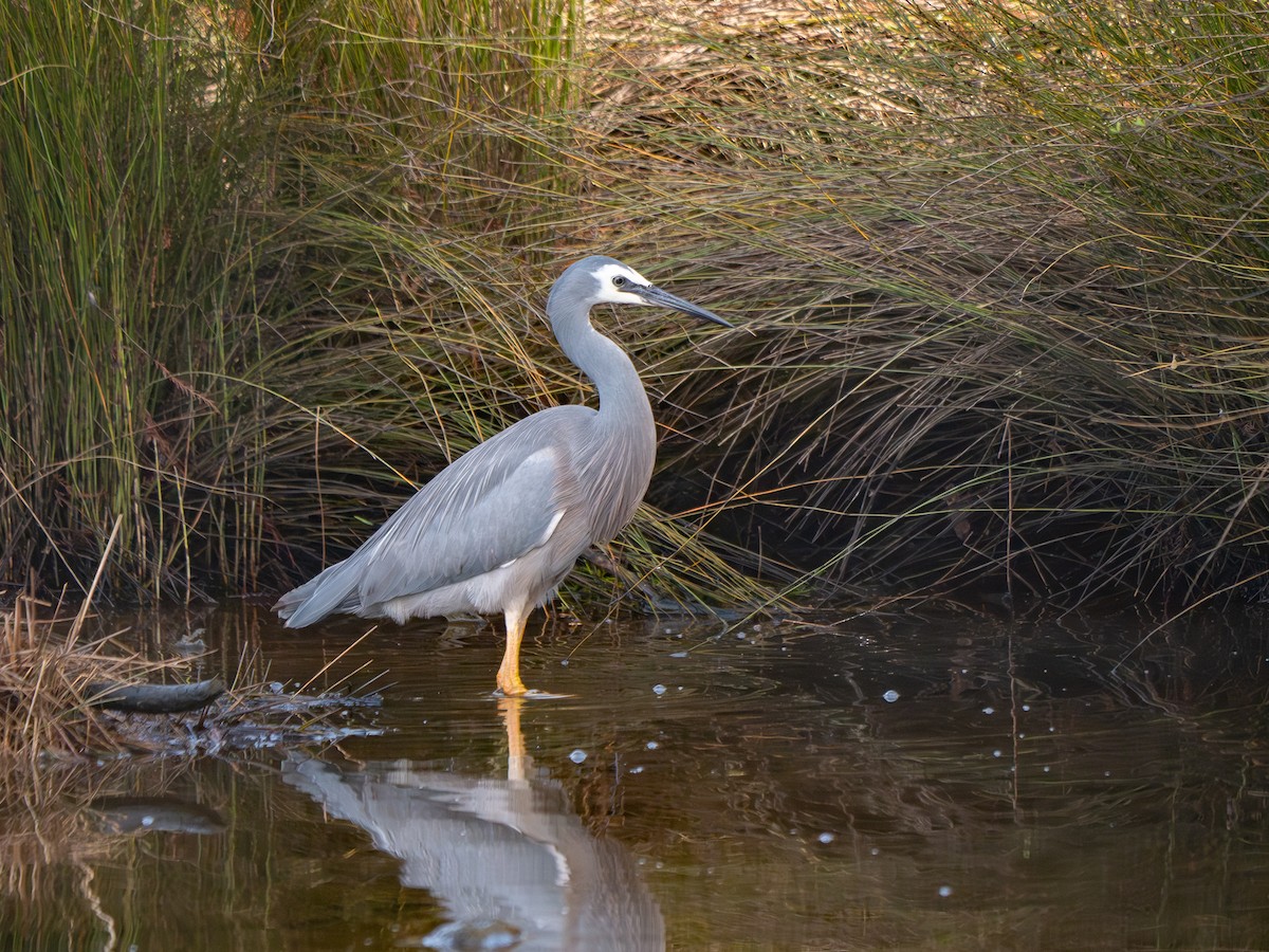 White-faced Heron - ML639082746