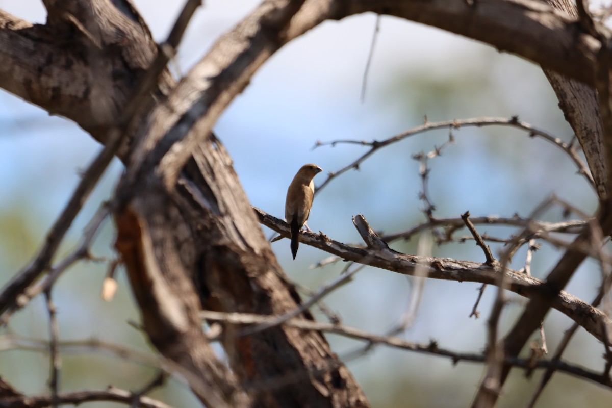 African Silverbill - ML639082747
