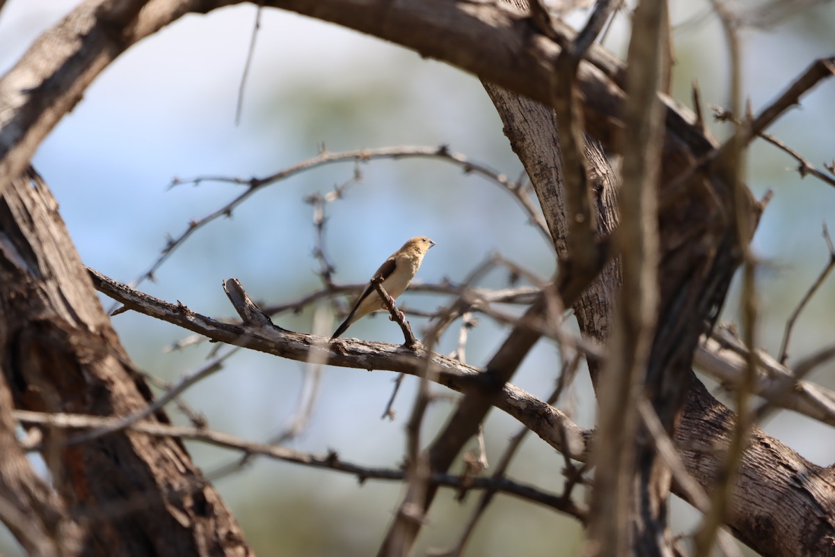 African Silverbill - ML639082748