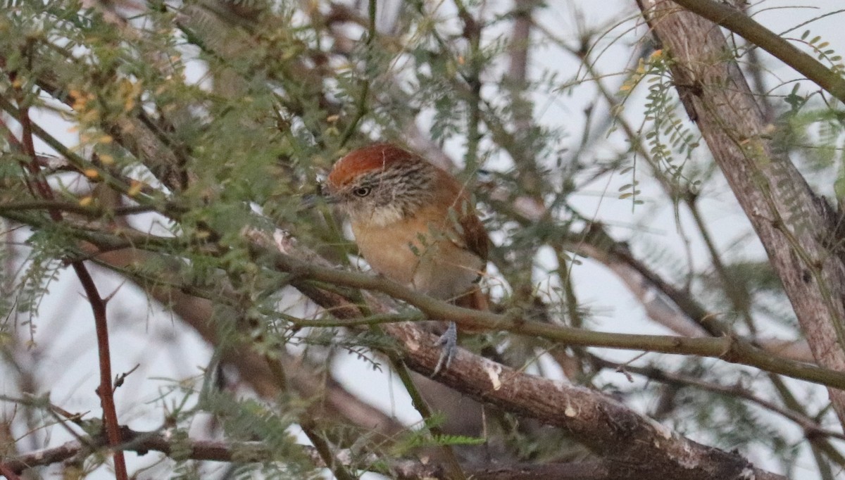 Barred Antshrike - ML639082751