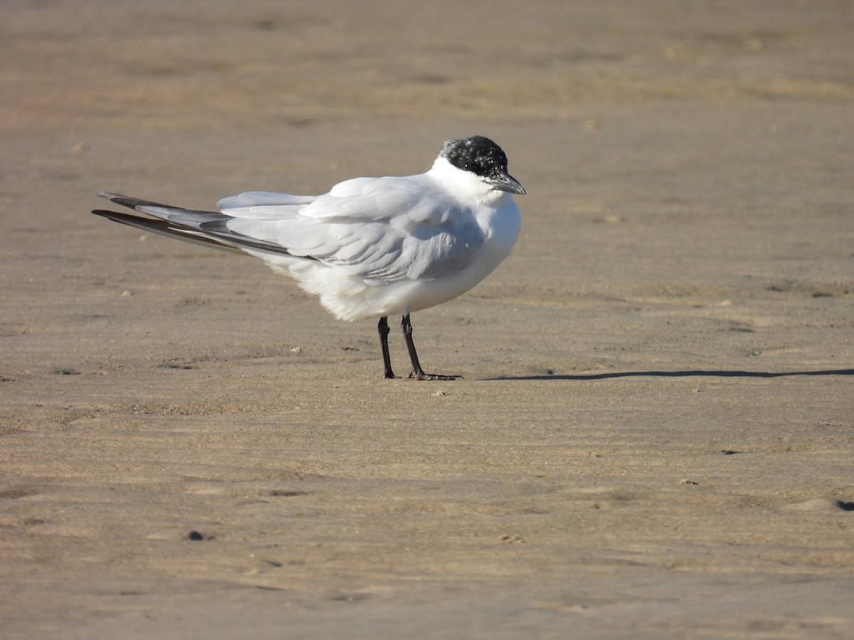 Australian Tern - ML639082753