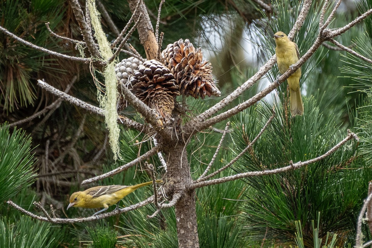 Hooded Oriole (nelsoni Group) - ML639082754